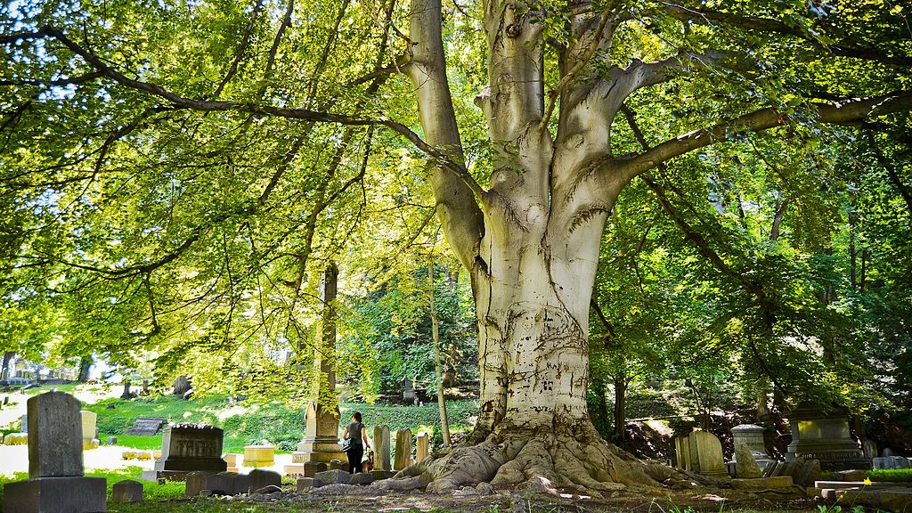 Mount Hope Cemetery in Rochester New York